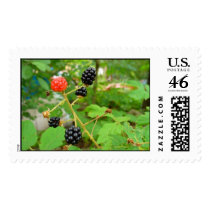 blackberry stamp