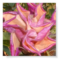 blackberry swirl posters by monkemama blackberry swirl posters
