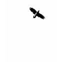 Blackbird flying solo t-shirts
