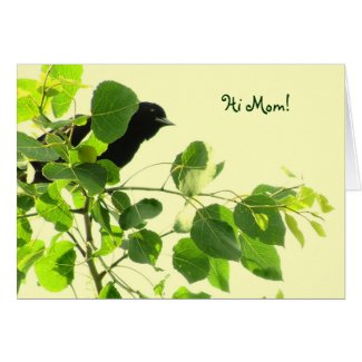 Blackbird Mothers Day Card