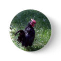 Blackbird Oct 2004 buttons