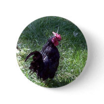 Blackbird Oct 2004 buttons by pidgiefund Blackbird Oct 2004 buttons