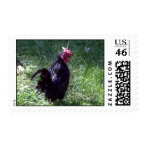 Blackbird Oct 2004 Stamp