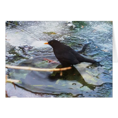 Blackbird On Ice card