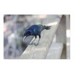 Blackbird Blackbird