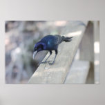 Blackbird Poster