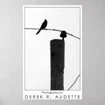Blackbird Poster