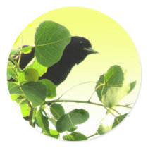 Blackbird Sticker