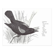 blackbirds postcards
