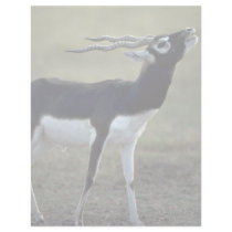 Blackbrush antelope letterhead