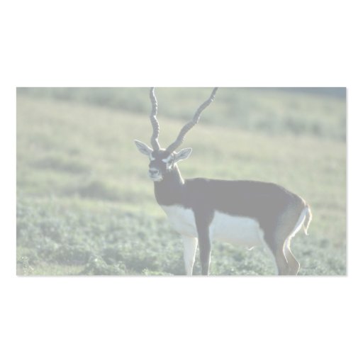 Blackbuck antelope business card template (back side)