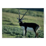 Blackbuck antelope greeting cards