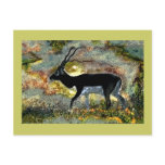 Blackbuck Antelope from Junglewalk.com Postcard