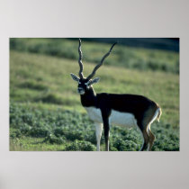 Blackbuck antelope poster