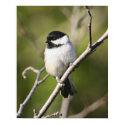 Blackcapped Chickadee posters
