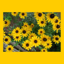 Blacked Eyed Susan Poster/Print  Bordered