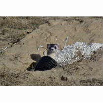 Blackfooted Ferret photo sculptures by animalpark Blackfooted Ferret photo sculptures