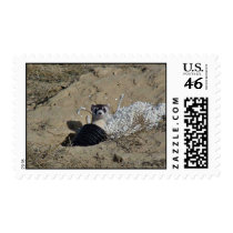 Blackfooted Ferret Postage Stamps