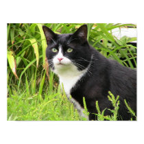 Blackie on Alert posters by Videodesigner77 Blackie on Alert posters