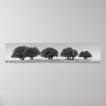 Blackjack Oaks on the Hill, Drought 2011 - I Posters
