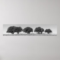 Blackjack Oaks on the Hill, Drought 2011 - I Posters