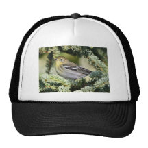 Blackpoll warbler trucker hat