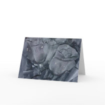 blackrose cards by darksisters blackrose cards