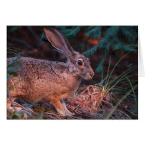 Blacktailed Jackrabbit cards