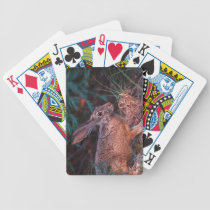 Blacktailed Jackrabbit playing cards