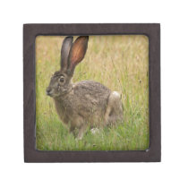 Blacktailed Jackrabbit in Field premium gift boxes