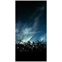 Blackthorn