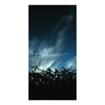 Blackthorn photo cards by xanderashwell Blackthorn photo cards