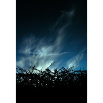 Blackthorn