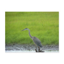 Blackwater National Wildlife Refuge Post Card