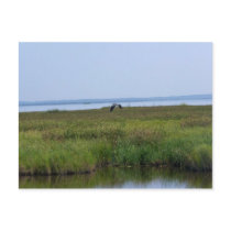 Blackwater National Wildlife Refuge Post Cards