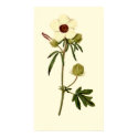 Bladder Hibiscus, Venice Mallow posters by BodyEnglish Bladder Hibiscus, Venice Mallow posters
