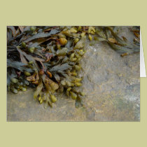 "Bladder Wrack" cards