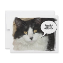 Blagojevich Kitty invitations by SpeakYourMind Blagojevich Kitty invitations