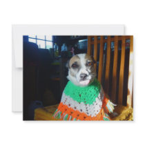 Blaheen of the roads dog Nuala in her new poncho invitations by blaheenoftheroads Blaheen of the roads dog Nuala in her new poncho invitations