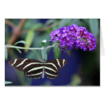 Blank butterfly note card