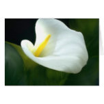 funeral flowers, white calla lily painting, calla,