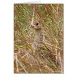 Blank Card, Baby Turkey