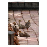 Blank Card, Baby Turkeys