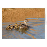 Blank Card, Ducklings
