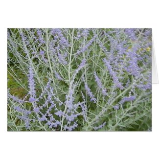 Blank card: Lavender card
