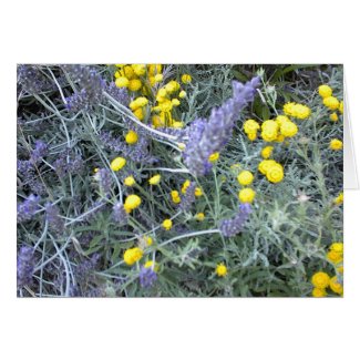 Blank Card: Lavender with Santolina card