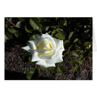 Blank card: One Pale Yellow Rose card