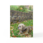 Blank card with Foster