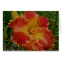 Blank Card with Orange Daylily by Mike144mann Blank Card with Orange Daylily