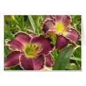Blank Card with Pair of Purple Daylily Flowers by Mike144mann Blank Card with Pair of Purple Daylily Flowers